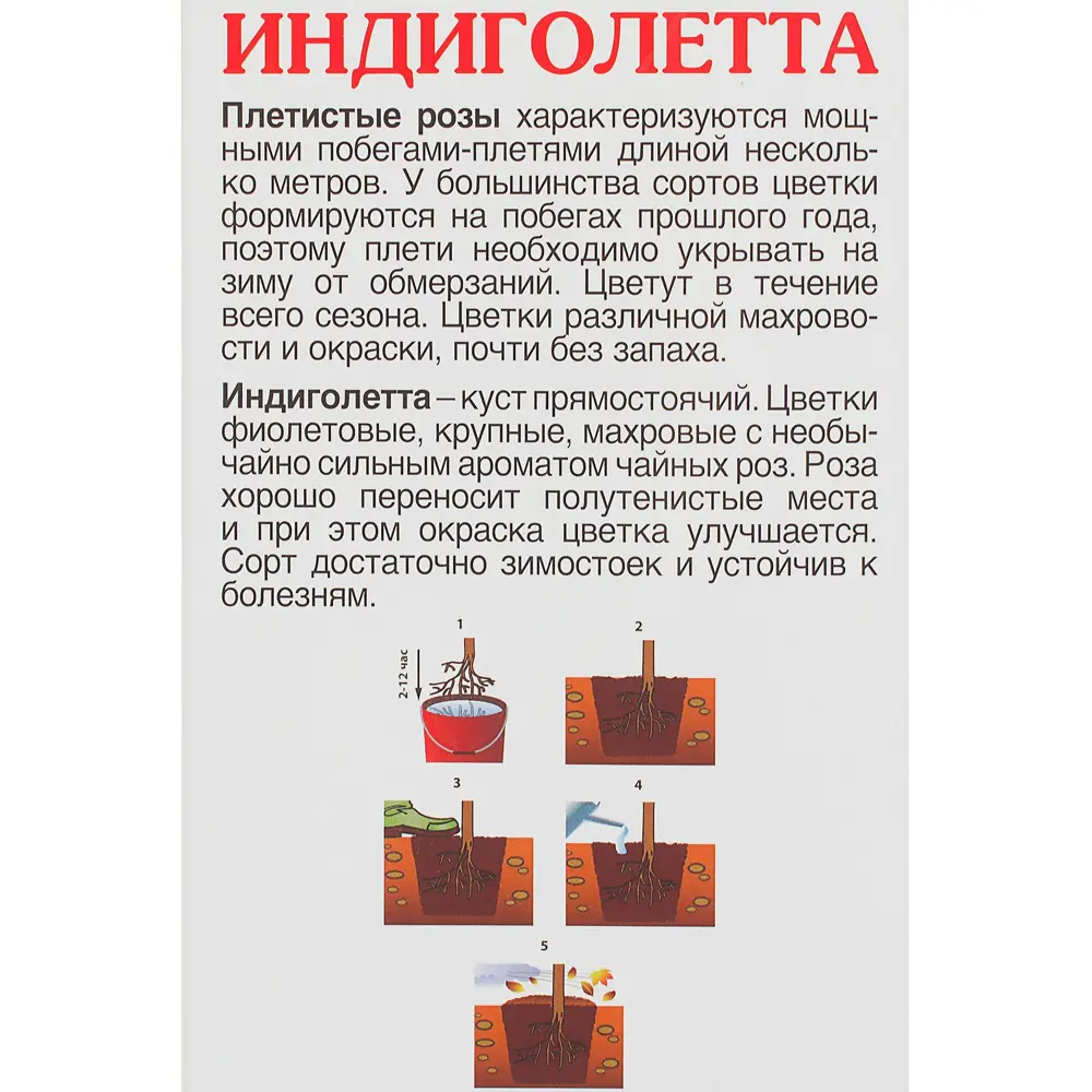 Розы плетистые «Клайминг Индиголетта» 18350367 STLM-2037583 Santreyd  - Вид №2