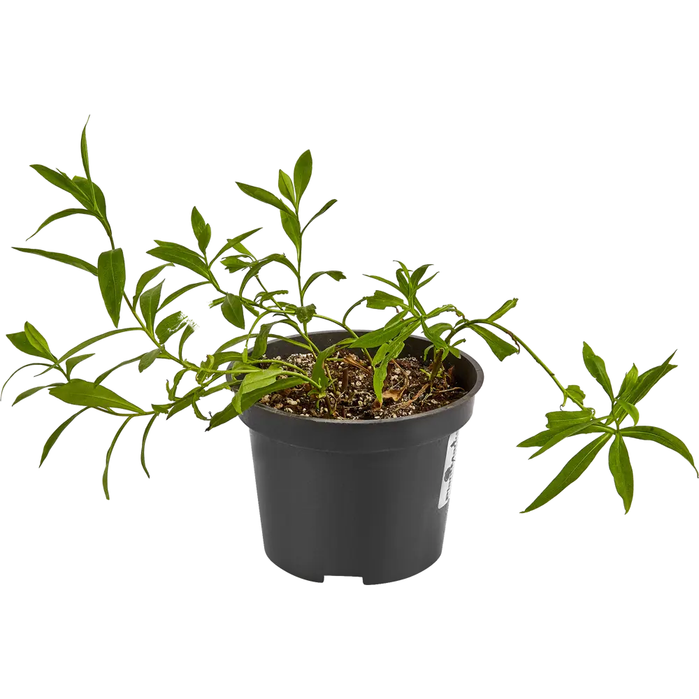 Астра альпийская Блю ø15 h40 см PLANTMARKET STLM-2131250 - Вид №1