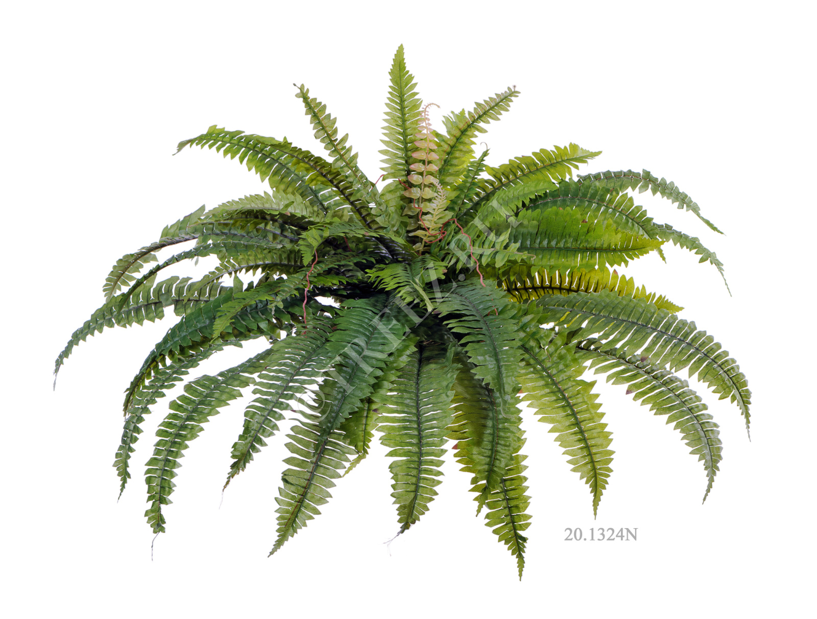 20.1322N Папоротник Бостон Цветочная коллекция  - Вид №5