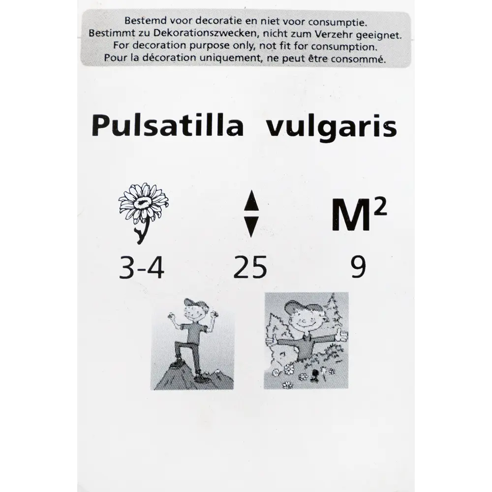 Прострел обыкновенный P9 82176215 STLM-2052857 Santreyd  - Вид №1