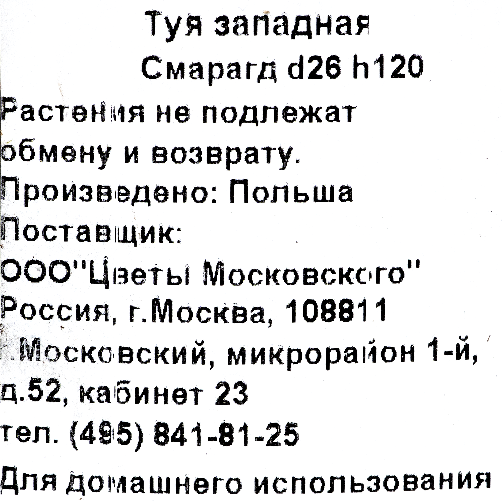 Туя Смарагд от Santreyd — изумрудное украшение вашего сада 82219055 STLM-0022192 - Вид №1