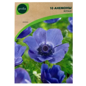 Анемона Geolia «Royale», 5х6 см