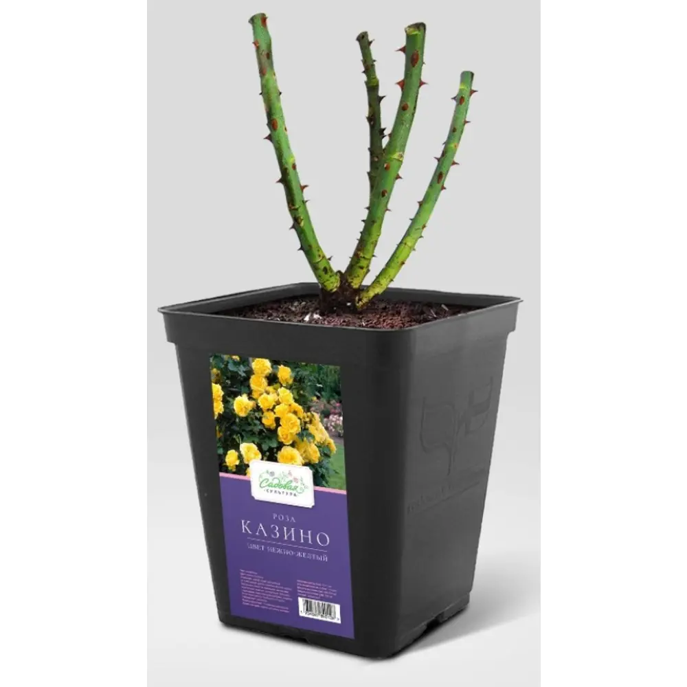 Роза садовая микс ø15 h20 - 40 см Santreyd STLM-2061137