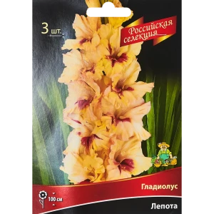 Гладиолус Лепота, 3 шт 86410015 STLM-2000747