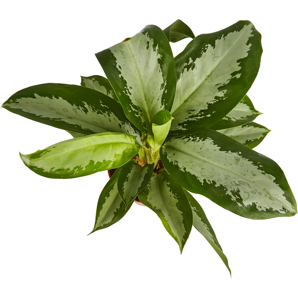 Аглаонема Росток Santreyd - комнатное растение с малиновым кантом 84587059 STLM-0052400 - Вид №2