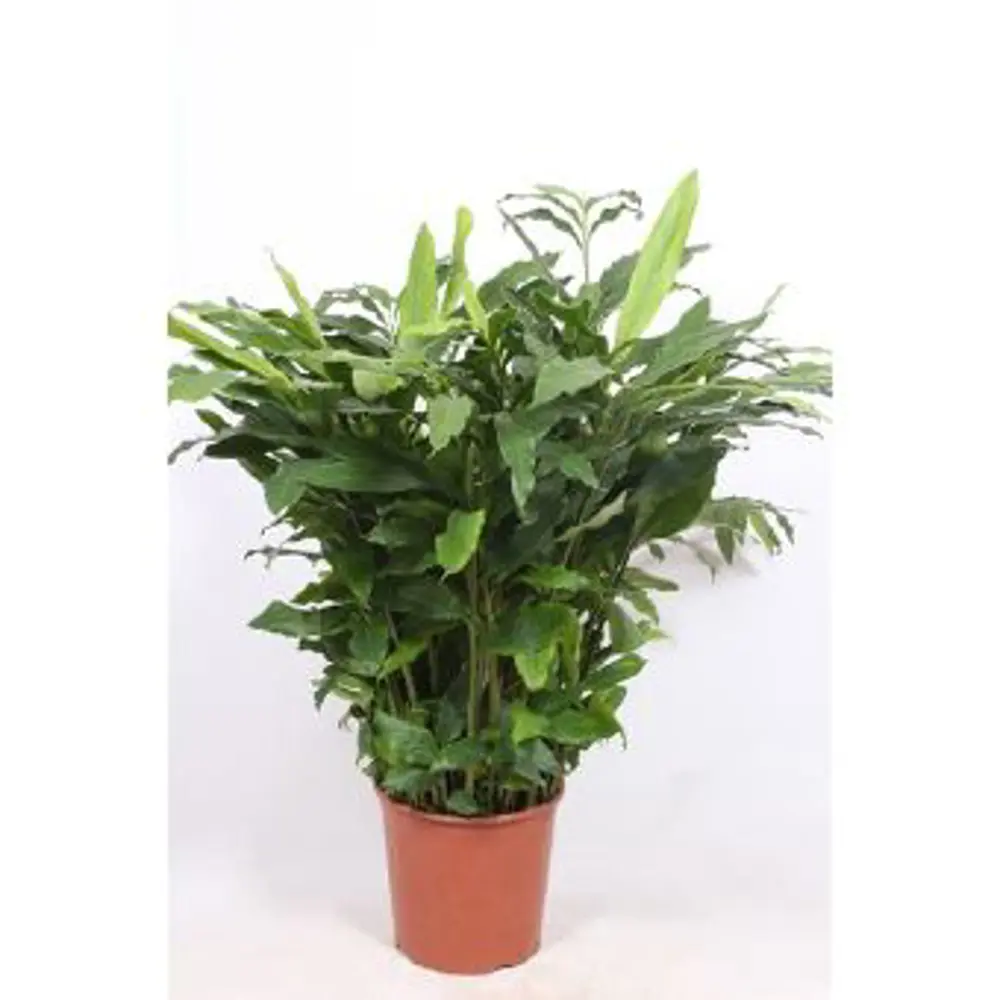 Кардамон микс ø30 h85-100 см 85062690 STLM-2112886 Santreyd 