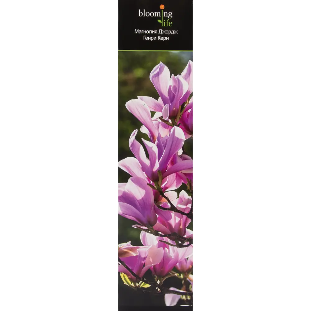 Магнолия Джордж Генри Керн в тубе 82539526 STLM-2138208 BLOOMING LIFE 