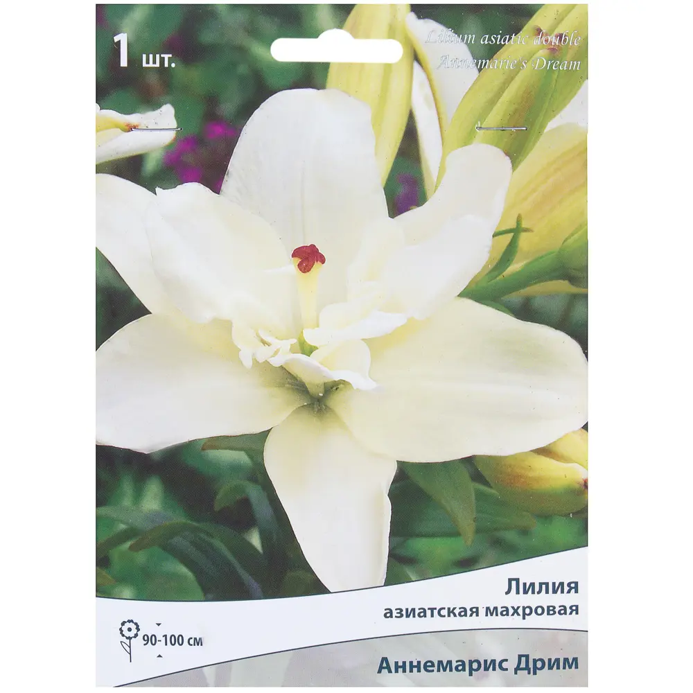 Лилия азиатская махровая «Аннемарис дрим» 81945446 STLM-2066558 Santreyd 