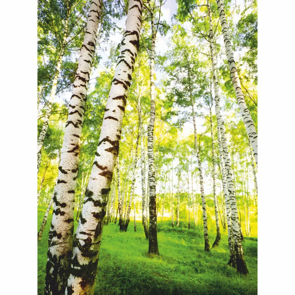 Фотообои бумажные В березках 140x200 см Симфония STLM-2000493