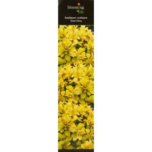 Барбарис Тунберга Тини голд туба h30 см 86735536 STLM-2068584