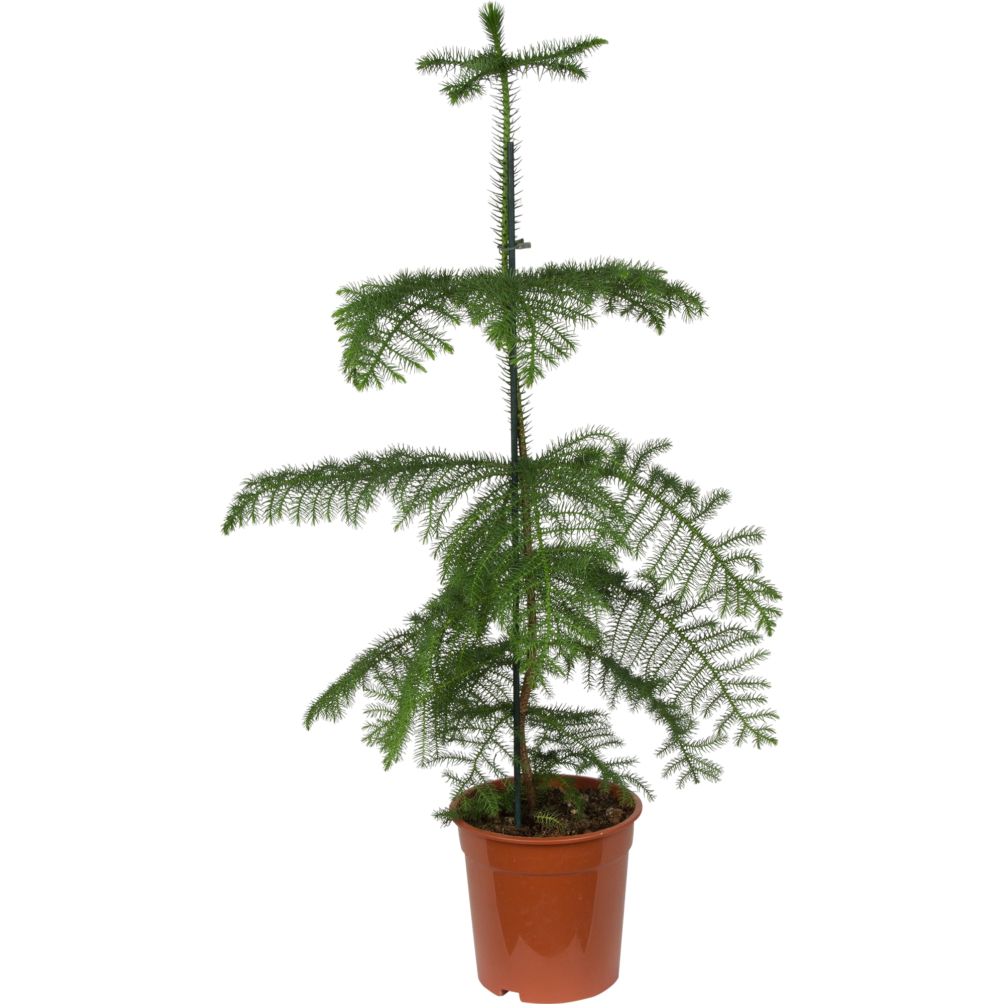 82399618 Араукария 21x90 см Santreyd 