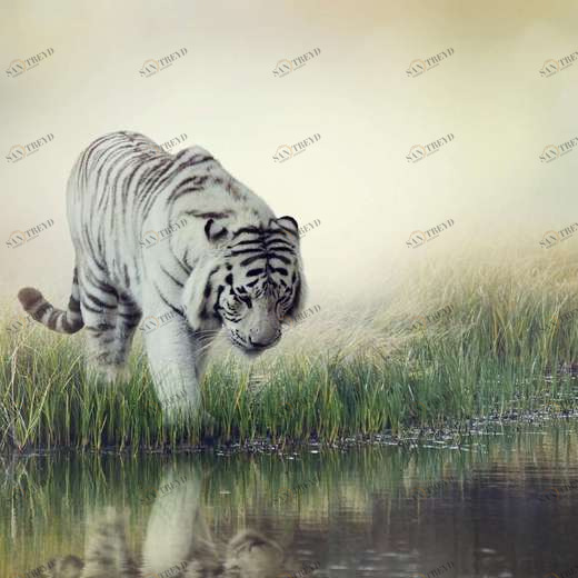 WP00754 Фотообои Verol Фотообои decoline 1х1 м