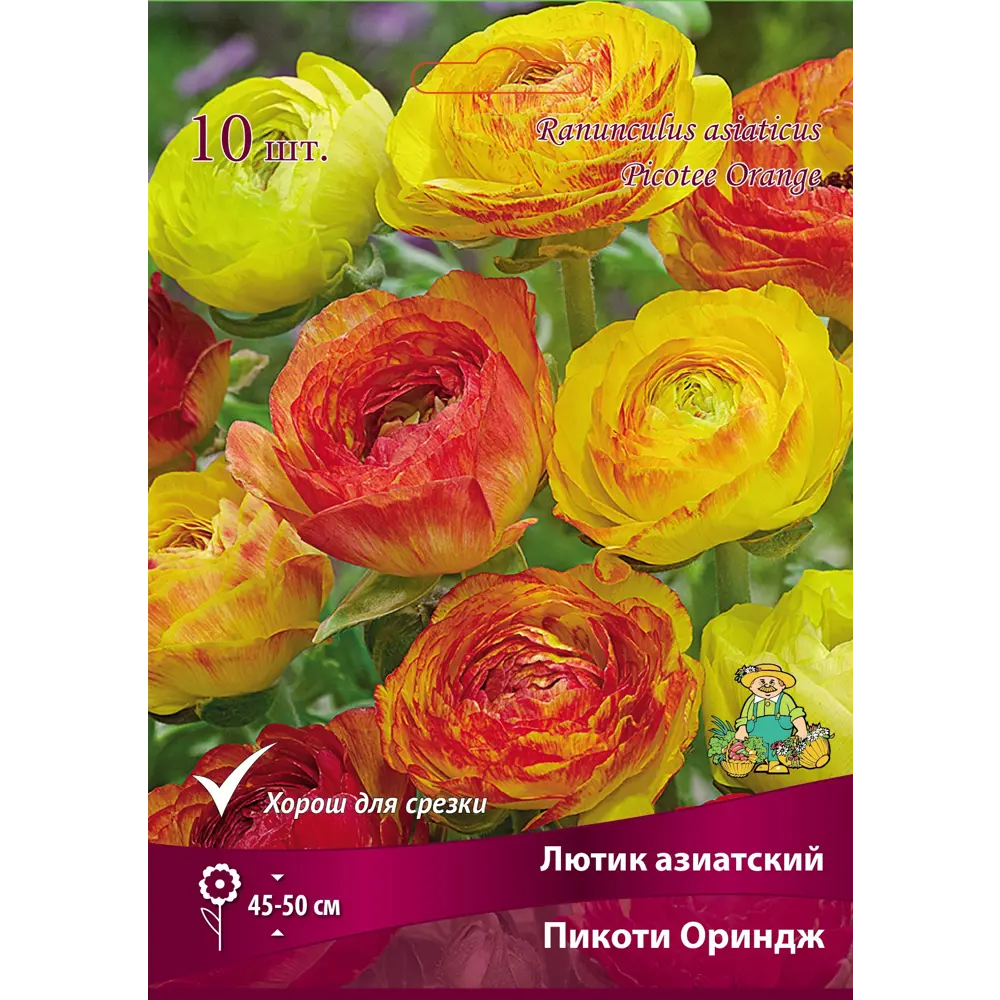 Лютик азиатский Пикоти Ориндж 7/8, 10 шт ПОИСК STLM-2160508 - Вид №1