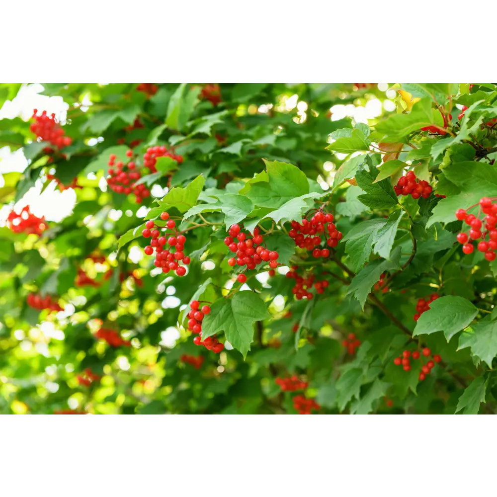 Калина обыкновенная C1.5 PLANTMARKET STLM-2209390