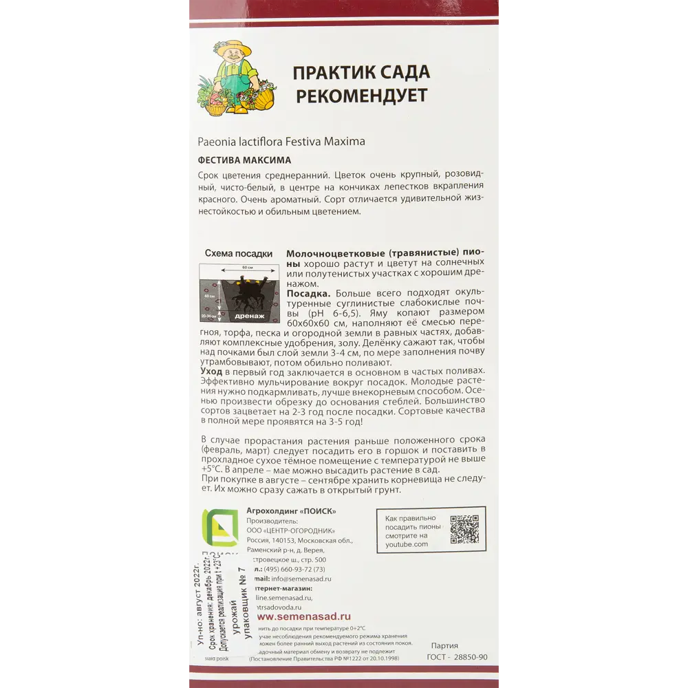Пион молочноцветковый Фестива максима разбор 2-3 88294988 STLM-2210700 Santreyd  - Вид №2