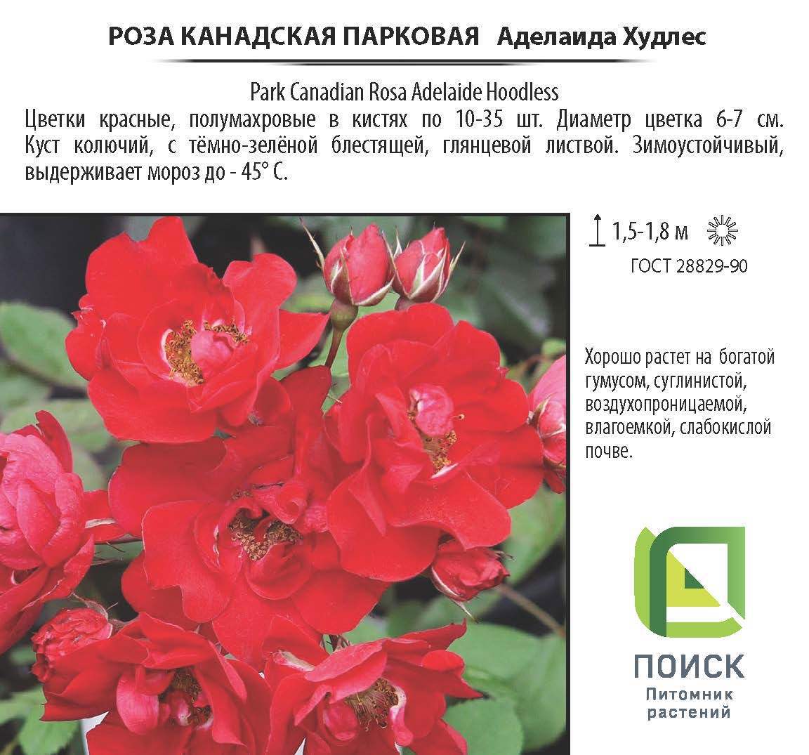 Роза канадская Аделаида Худлес от Santreyd - саженец с красными цветами 18475143 STLM-0010937 - Вид №2