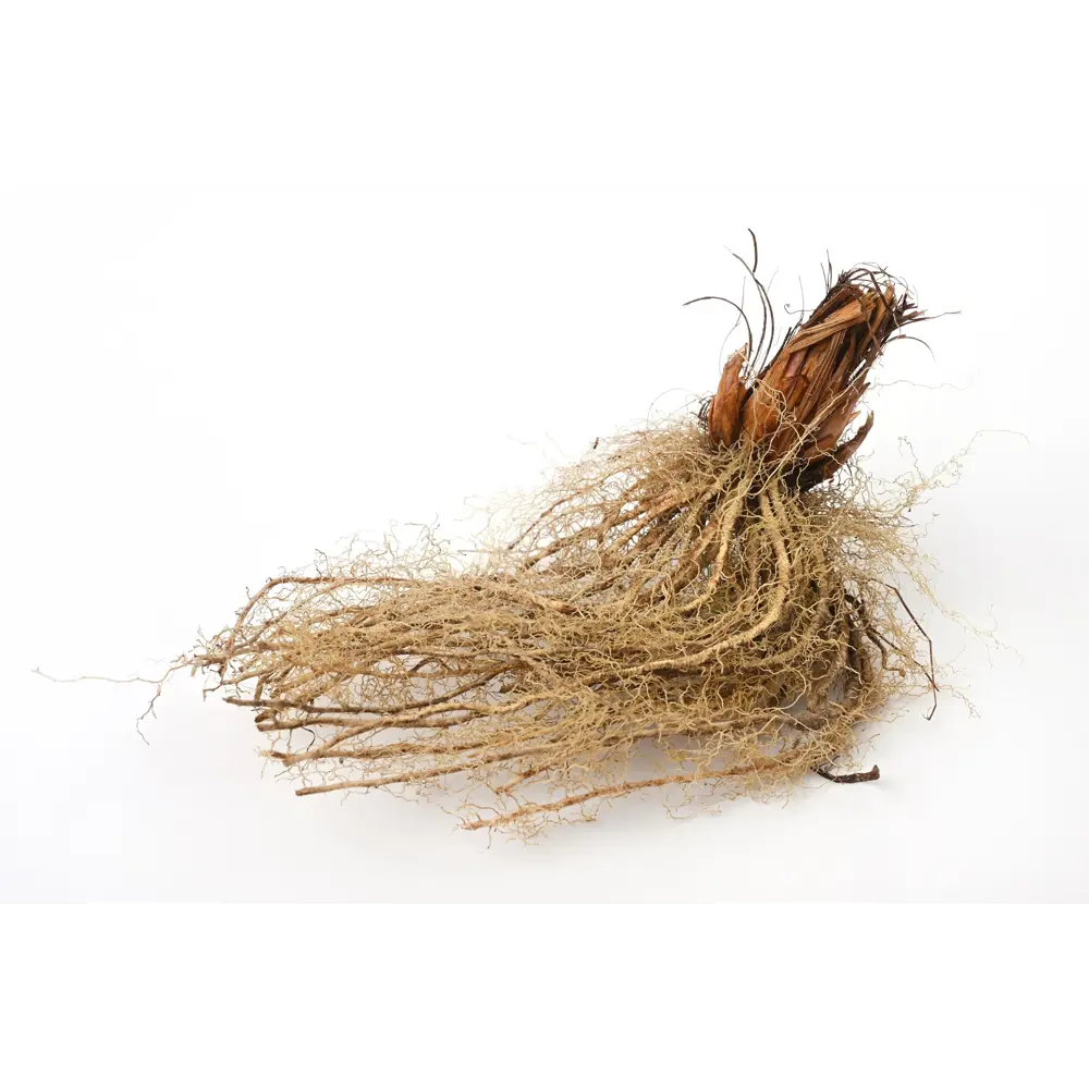 Ирис Geolia сибирский Хау Одейшс STLM-2167230 - Вид №2