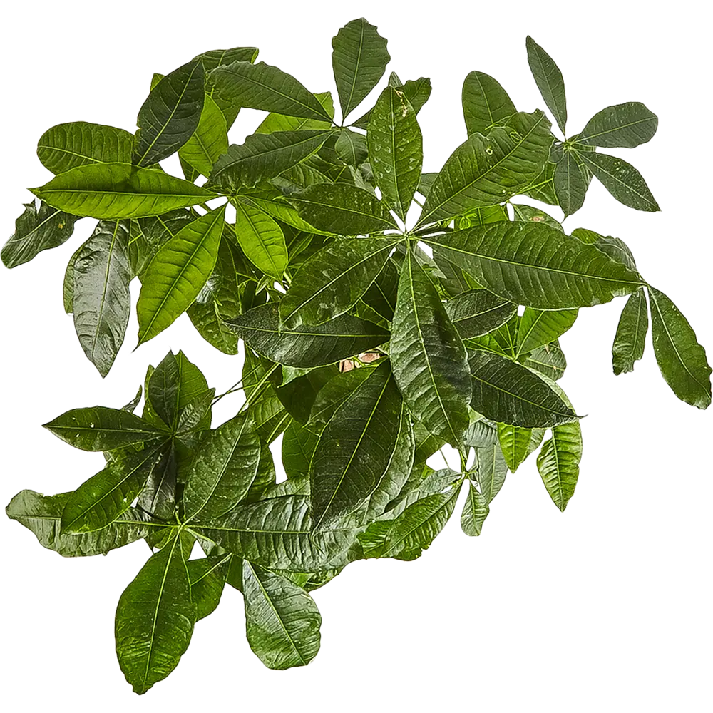 Пахира «Акватика» 19x80 см 82703978 STLM-2189398 Santreyd  - Вид №1