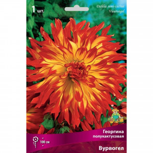 83593759 Георгина полукактусовая Вурвогел луковица I