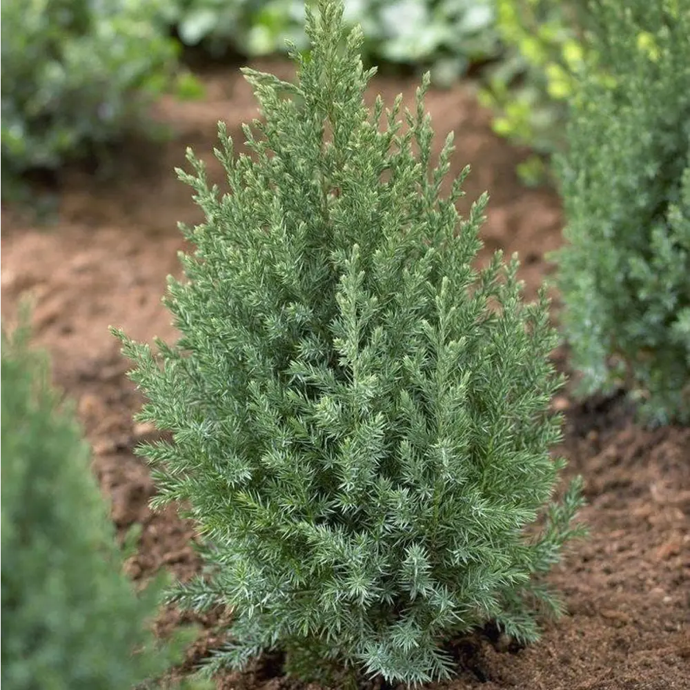 Можжевельник китайский Стрикта ø17 h30 - 40 см 87691109 STLM-2074722 PLANTMARKET 