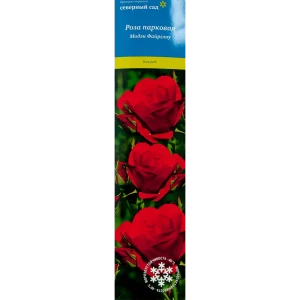 Роза канадская парковая Модэн Файрглоу 82527407 STLM-2159166