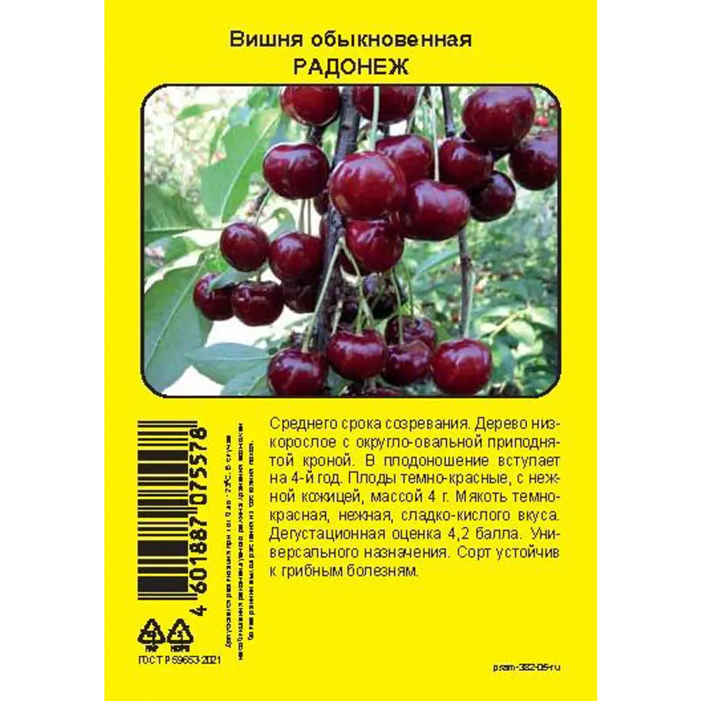 Груша Радонеж пакет h50 см 89353505 STLM-2022945 Santreyd  - Вид №4