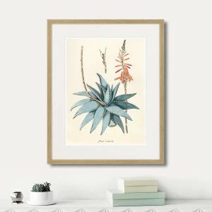 Картина: Fragmenta botanica №7, 1809г. КАРТИНЫ В КВАРТИРУ  264314 Разноцветный