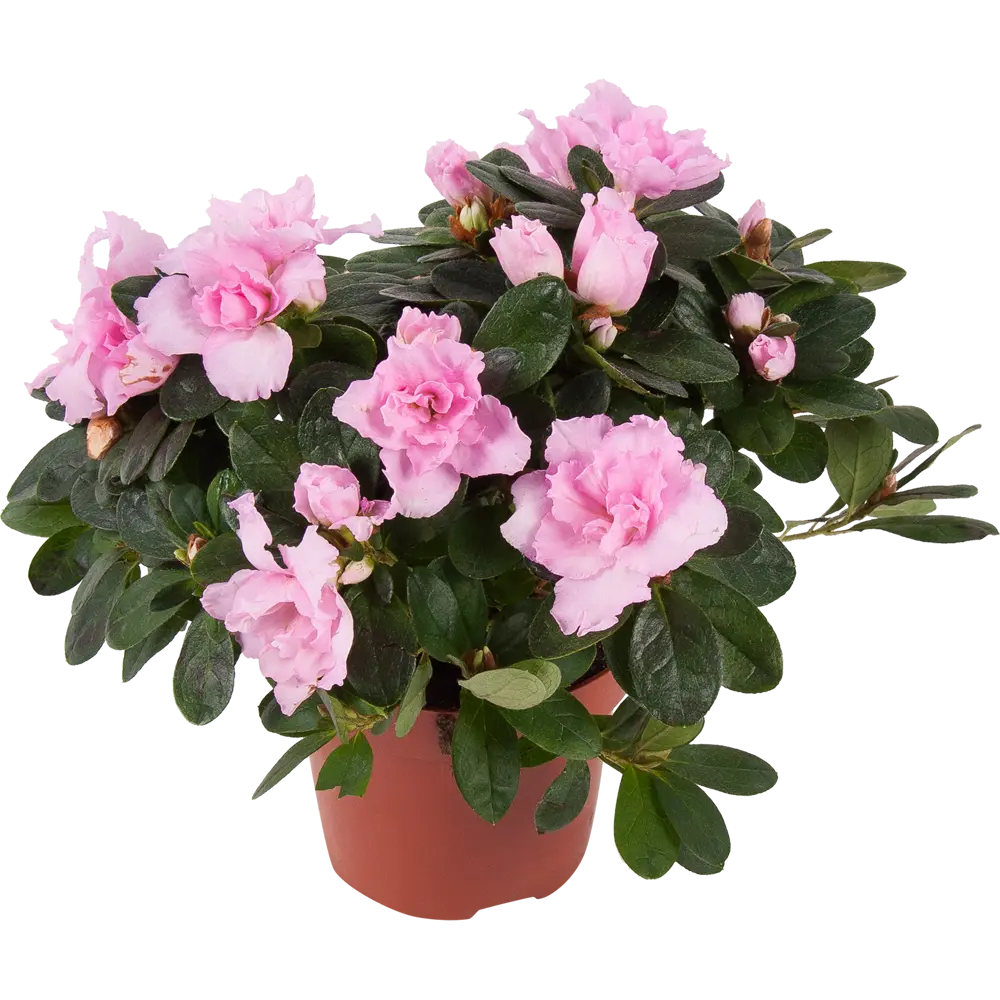 Азалия индика микс d12 h20 82579975 STLM-2103371 Santreyd 