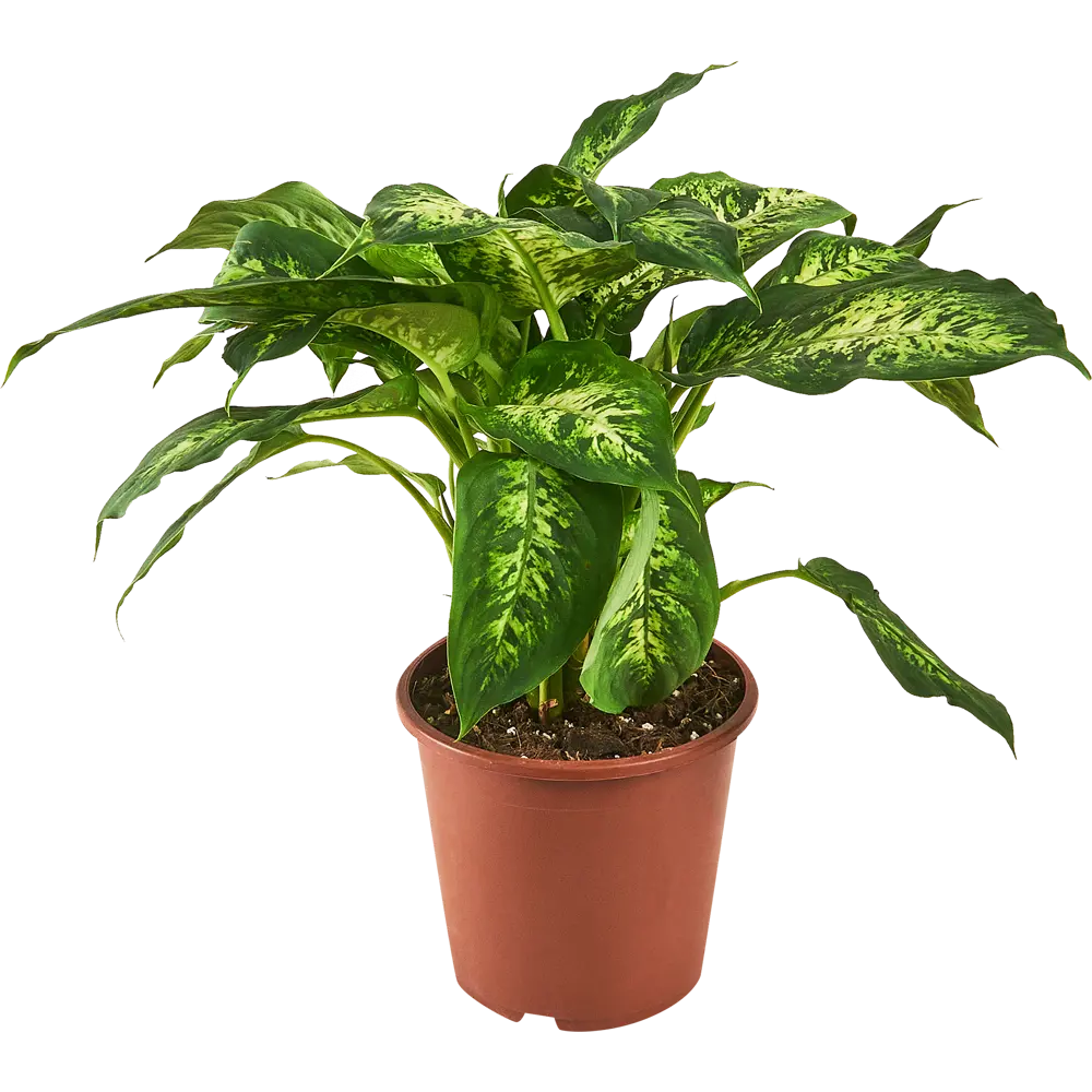 Диффенбахия Santreyd с кремовыми листьями в горшке ø17 h60 см 87959830 STLM-0076386 - Вид №1