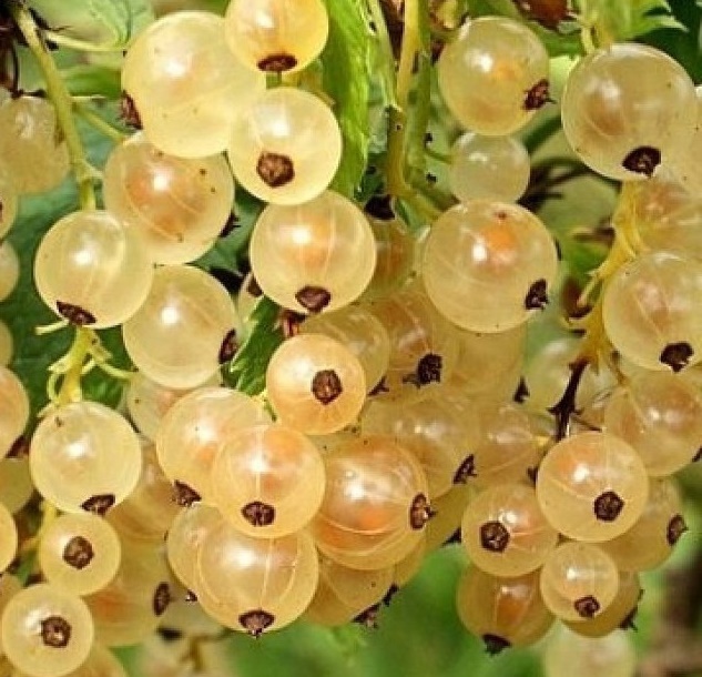 Саженец смородины белой Версальская C2 40 см 82597130 Santreyd STLM-0031012 - Вид №3