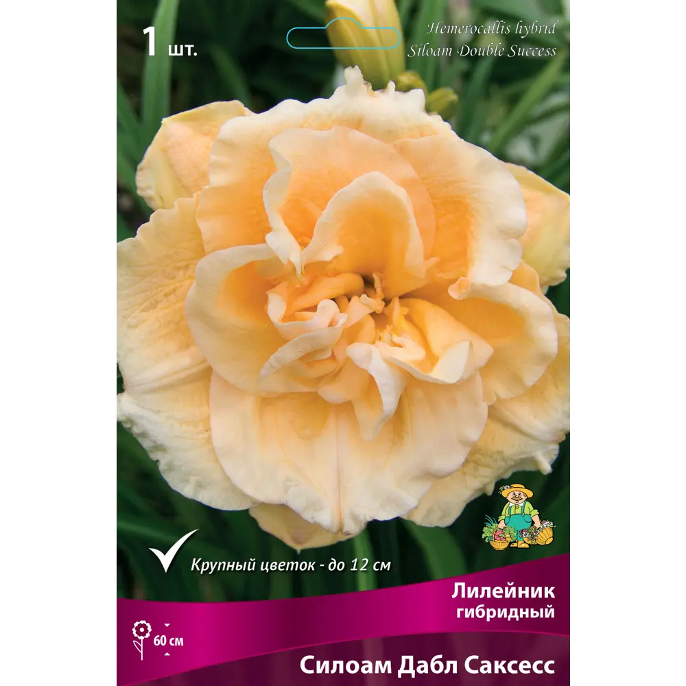 Лилейник гибридный Силоам Дабл Саксесс луковица I 83597567 STLM-2155626 Santreyd 