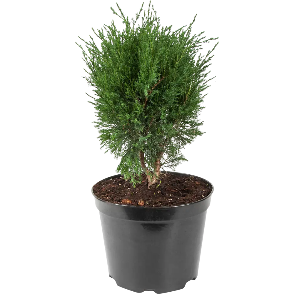 Можжевельник казацкий «Мас» 22x30 см ГАВРИШ STLM-2067820