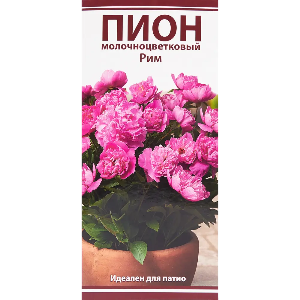 Пион молочноцветковый «Рим», размер луковицы I Santreyd STLM-2063347