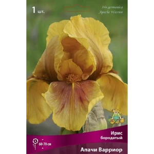 Ирис бородатый Апачи Варриор
