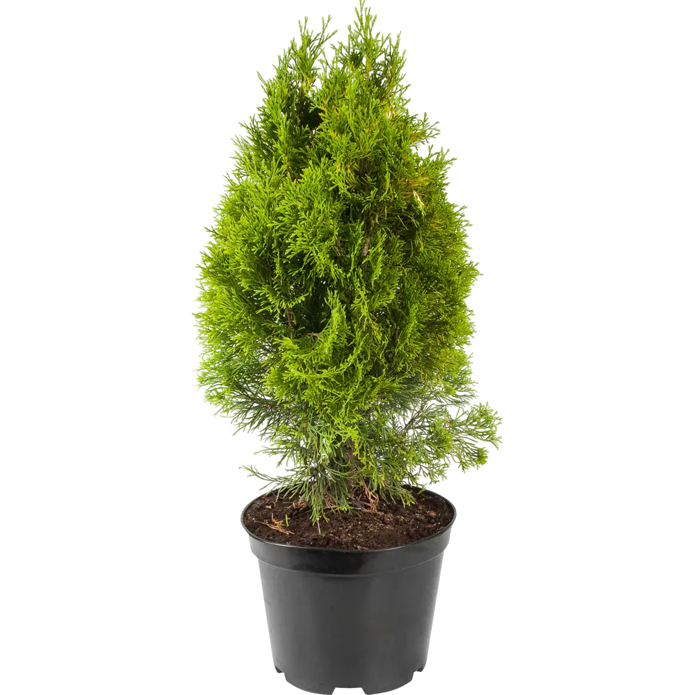 Туя западная «Голден Смарагд» 22x80 см ГАВРИШ STLM-2208209