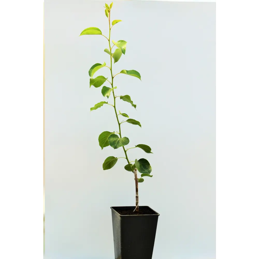 Груша «Уралочка» 1 год 12.5x30-50 см 82610430 STLM-2105773 Santreyd 