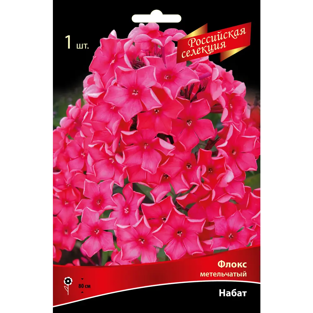 Флокс метельчатый «Набат» Santreyd STLM-2185902