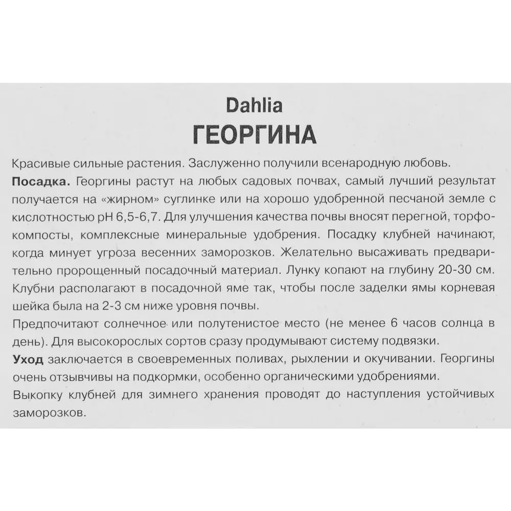 Георгина помпонная Несцио 86409990 STLM-2055540 ПОИСК  - Вид №2