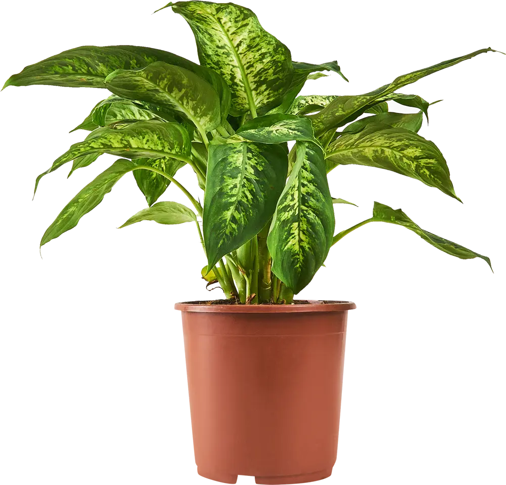 Диффенбахия Santreyd с кремовыми листьями в горшке ø17 h60 см 87959830