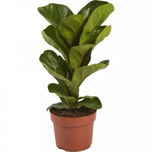 82399591 Фикус Лирата Бамбино 12x34 см