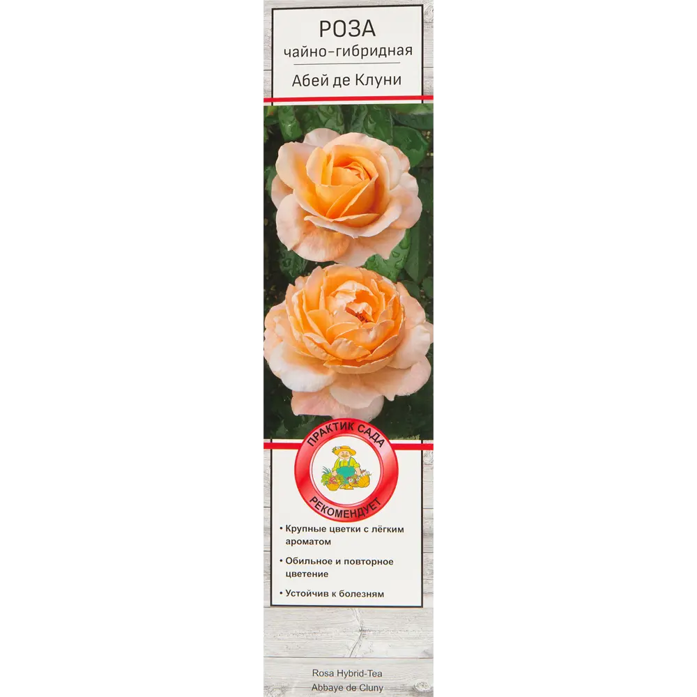 Роза чайно-гибридная Абэйдэ Клуни 82527340 STLM-2077047 Santreyd 