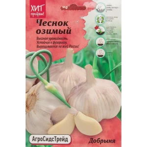 Santreyd Чеснок озимый Добрыня - 7 луковиц для богатого урожая 85273428