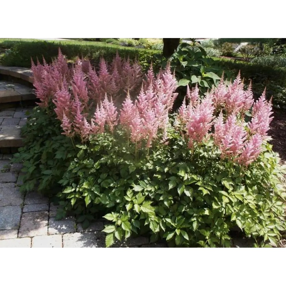 Астильба японская Пич Блоссом C2 ø15 h30 см PLANTMARKET STLM-2104767 - Вид №1
