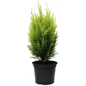 Кипарисовик Лавсона Ивонне Santreyd - золотистый хвойник для сада 89389704