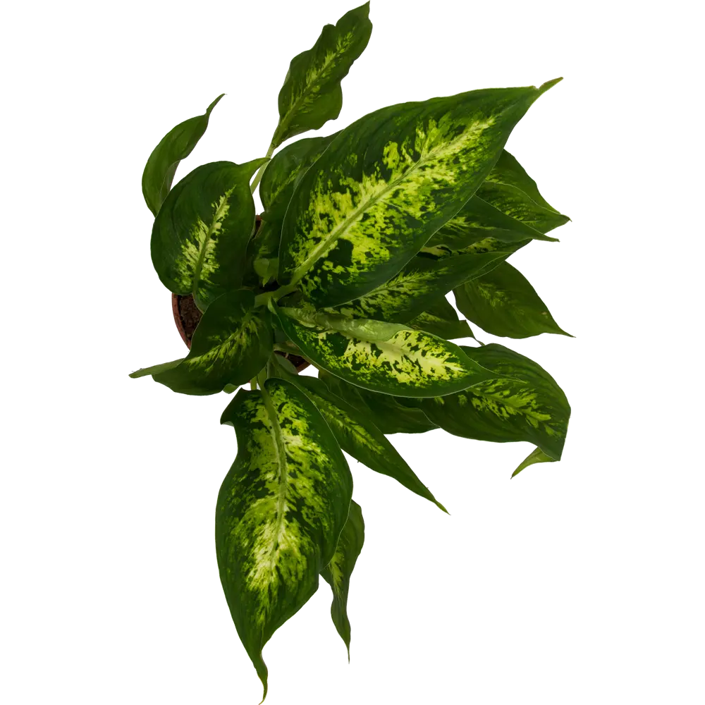 Диффенбахия микс Santreyd — тропическая роскошь для интерьера 14032361 STLM-0004205 - Вид №1
