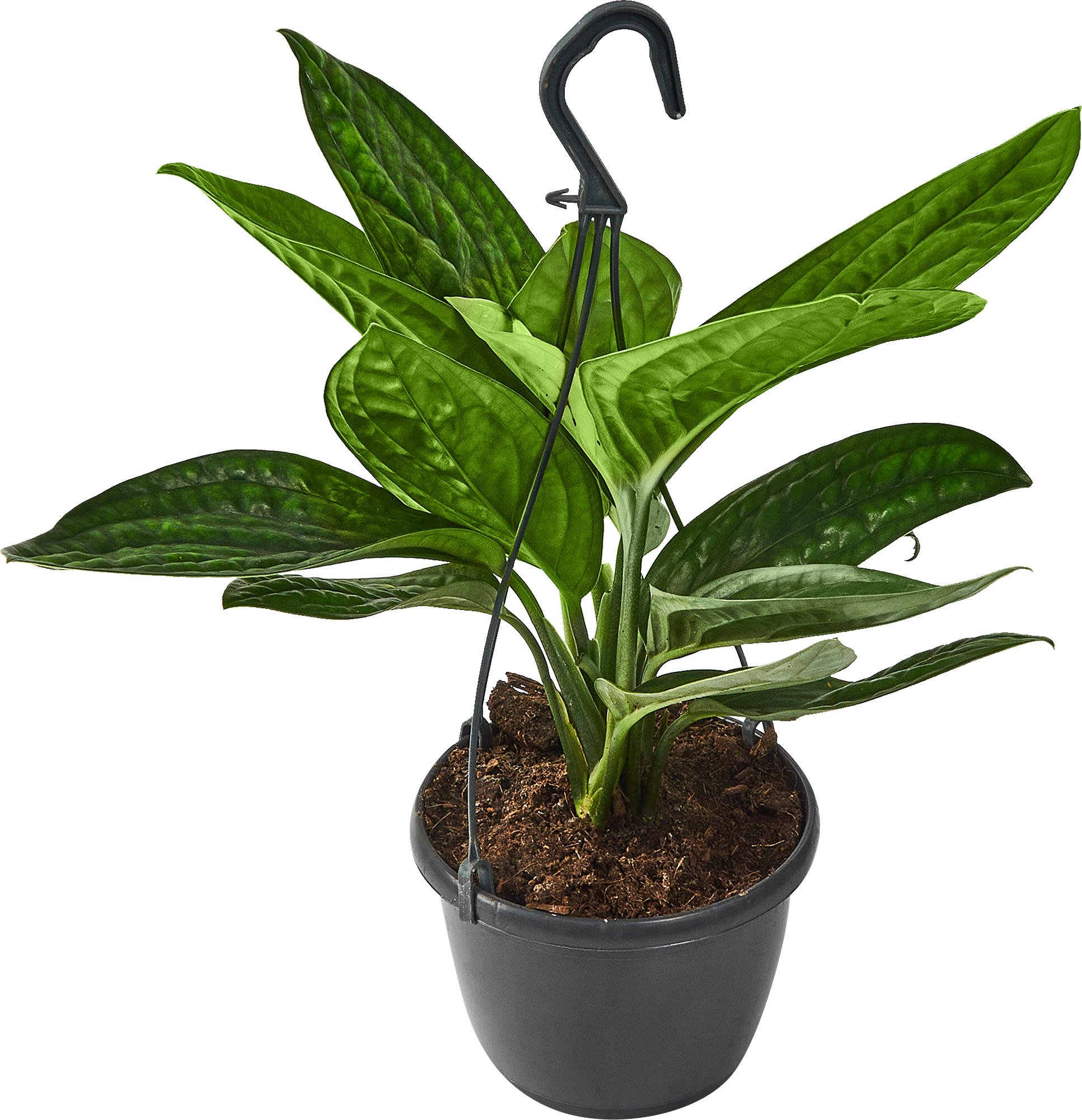 Эпипремнум Марбл Эппл Ханд Бас — комнатное растение с мраморной листвой 85324851 Santreyd STLM-0061464 - Вид №1