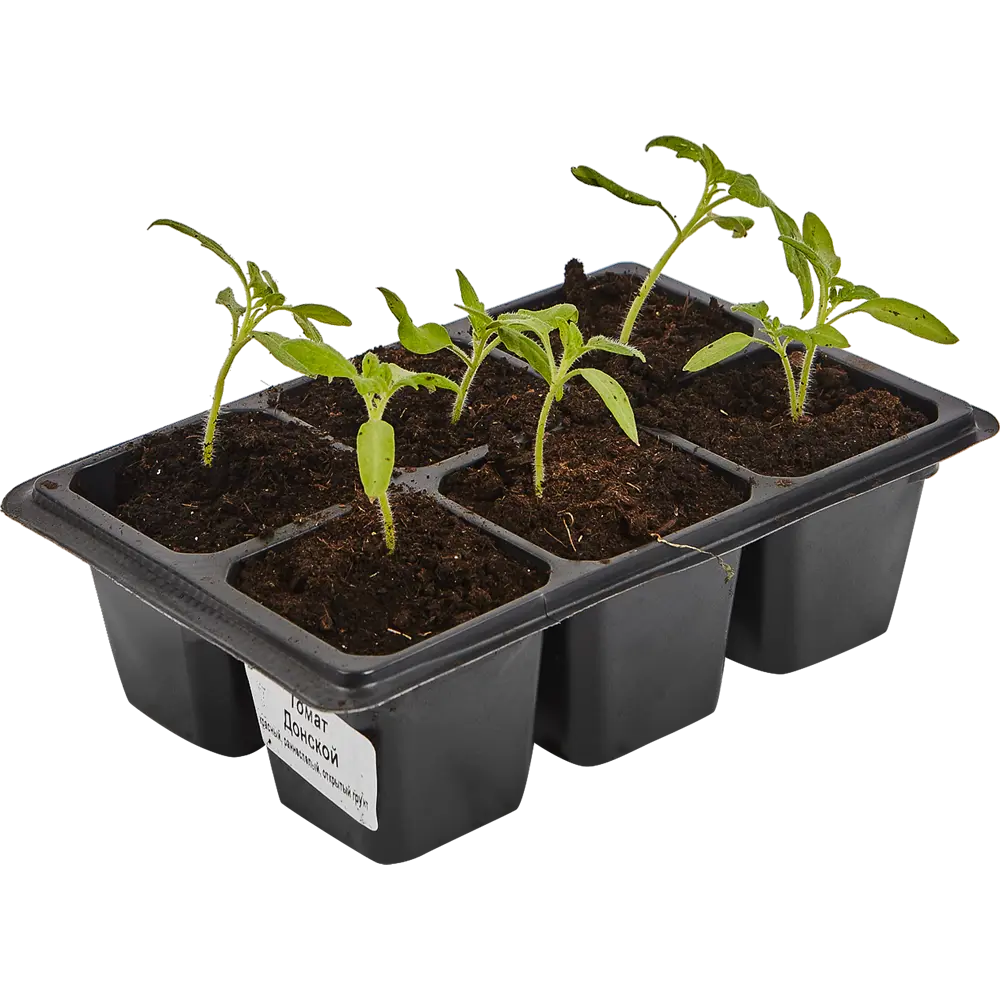 Томат в кассете, 6 шт Santreyd STLM-2195697 - Вид №2