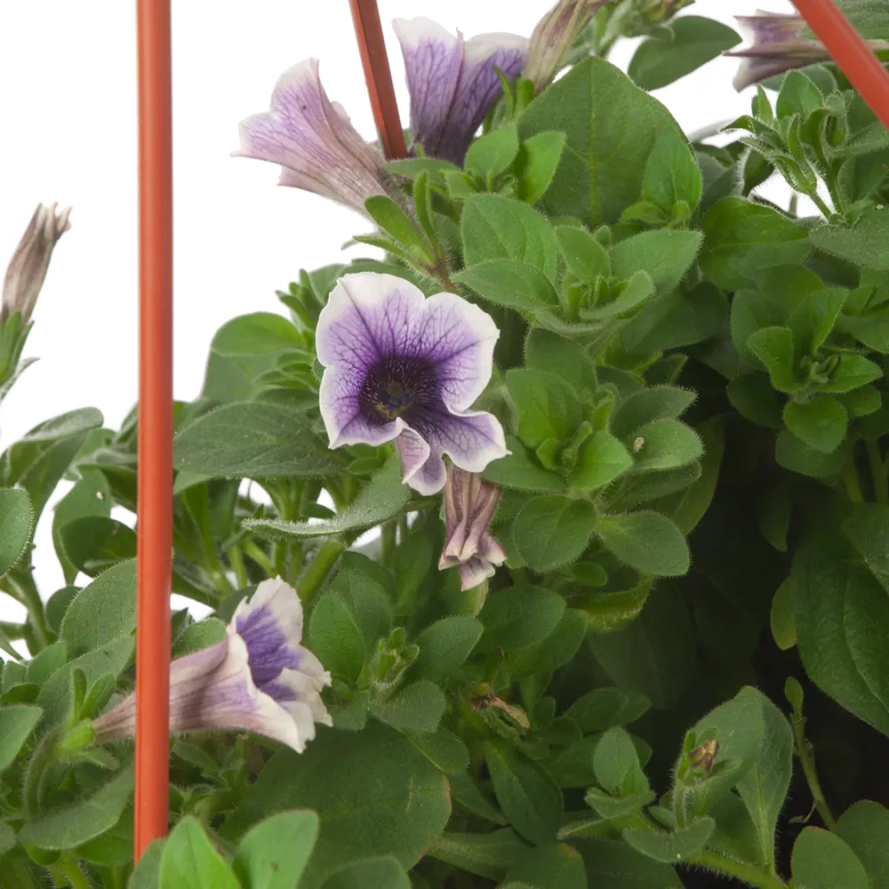 Santreyd Петуния ампельная - пышное цветение для сада и балкона 83597582 STLM-0966217 - Вид №1