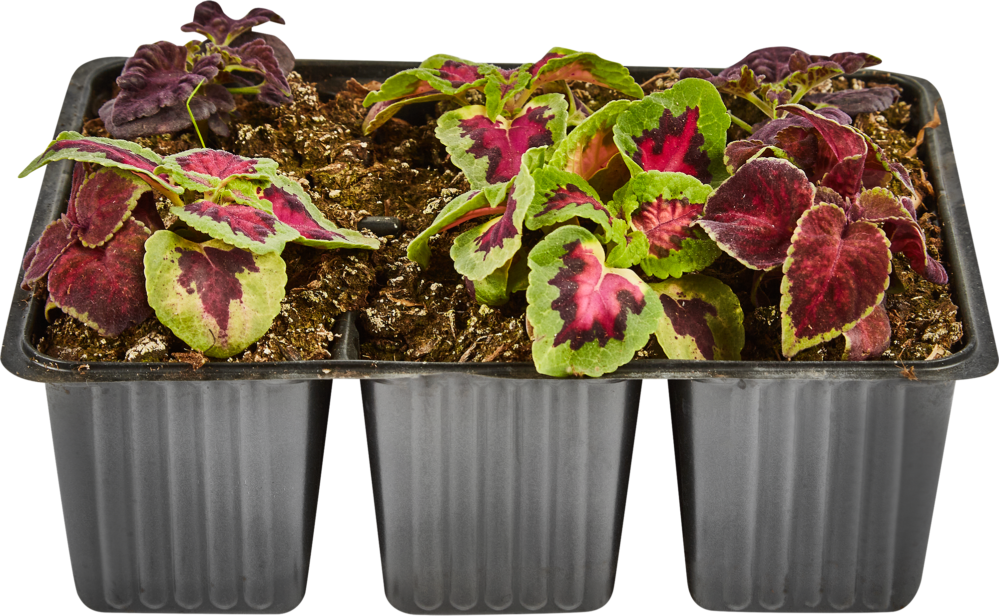 Колеус микс Santreyd - декоративный саженец для яркого сада 82625819