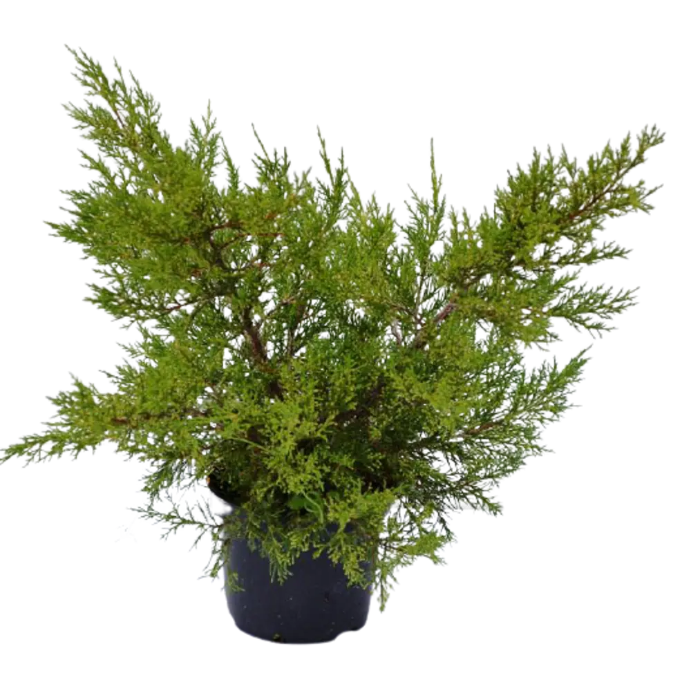 Можжевельник китайский Куривао Голд ø15 h35 см 84834039 STLM-2136513 PLANTMARKET 